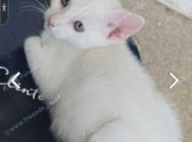 Pure white turkish angoras ready to go