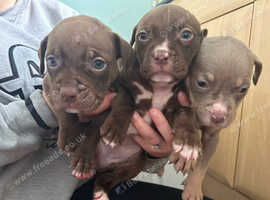 Standard American bully pups
