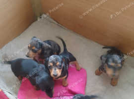 Dachshund puppys