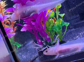 Axolotl
