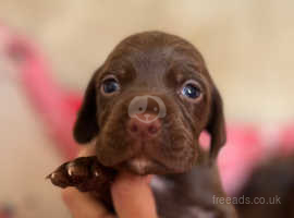 Stunning chocolate Vizsla puppies looking for new homes