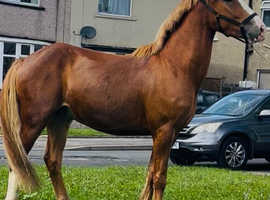 Stunning Irish draft gelding