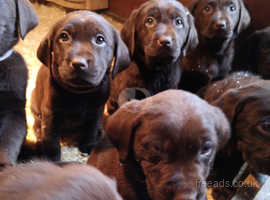 KC Registered Chocolate Labrador Puppies