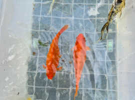 Pond fish for sale
