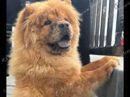 Female Chow Chow