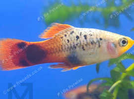 Coral blue moon platys