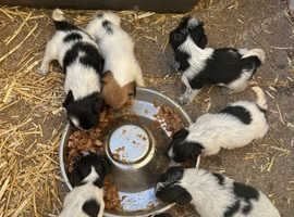 Jack Russell puppies