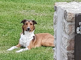 Smooth Collie Dog For Sale
