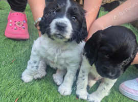 Sprocker pups