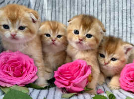 Beutiful Scotish Gold Kittens