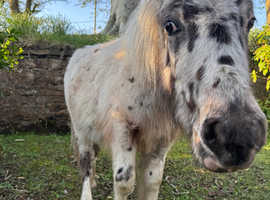 Appaloosa Standard Shetland Foal