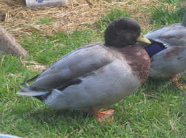 Male call duck