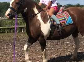 OFFERS invited !14.1 bombproof mare