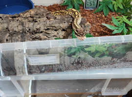 2 Royal pythons (male lighter snake female darker snake)