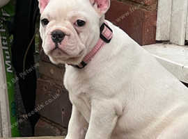 Beautiful French bull  dog   female puppy  3 half months old