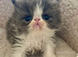 Registered persian store kittens for sale