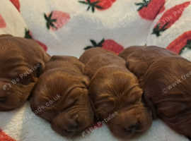 Irish-setter
