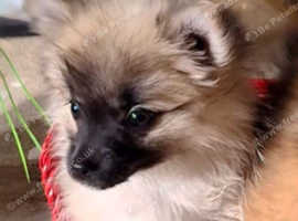 Pomeranian puppies