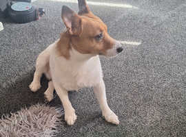 Jack russell terrier