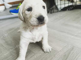 1 male goldador puppy