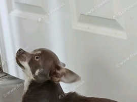 Lilac chihuahua for sale
