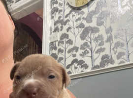 Beautiful pups