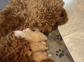 4 beautiful Poochons 2 female and 2 male