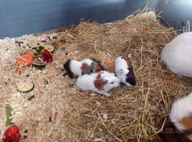 Baby guinea pigs.