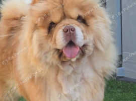 Gorgeous honey looking for a 5* home