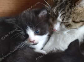 Kittens