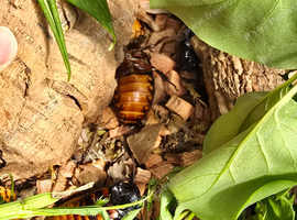 Madagascar hissing cockroaches