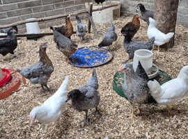 Chickens POL for sale