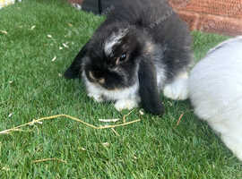 Baby mini lops