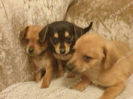 Pomeranian X Dachshund (dameranians) in Swansea SA5 on Freeads ...