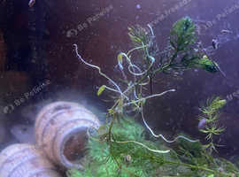 aquarium Water snails babys