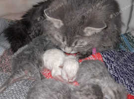 Pedigree Active Tica Blue Longhair Sire,Blue tabby marking's non pedigree British shorthair dam x5 kitten's after 13wks+