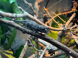 Jackson chameleon babies, available end July.