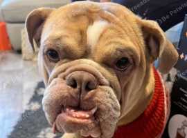 Gorgeous Bella needs a new home