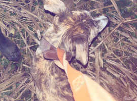 Whippet 250 good dog listens