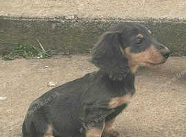 Miniture dachshund puppies