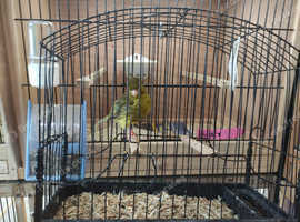 Fife Canary hens exhibition quality