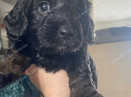 Portuguese sheepdog hybrid