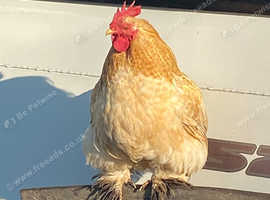 Free to good homes  Pekin  Bantam Cockerals