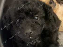2 Jackapoo puppies ready for there new homes