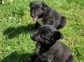 Three Gorgeous Border Collie Puppies