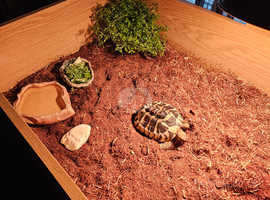 Selling my Russian tortoise and setup