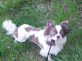 15 month old long haired chihuahua
