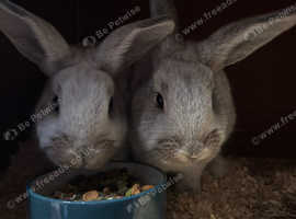 Rabbits and set up for sale