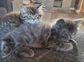 Last 2 Stunning Siberian kittens ready to leave!
