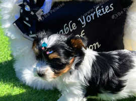 Adorable Biewer Yorkshire Terriers